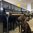 Yamaha b3e PE von 2019 in Zwart glimmend
