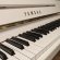 Yamaha b1 SG2 von 2012 in Wit glimmend